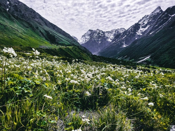 Valley of Flowers Trek