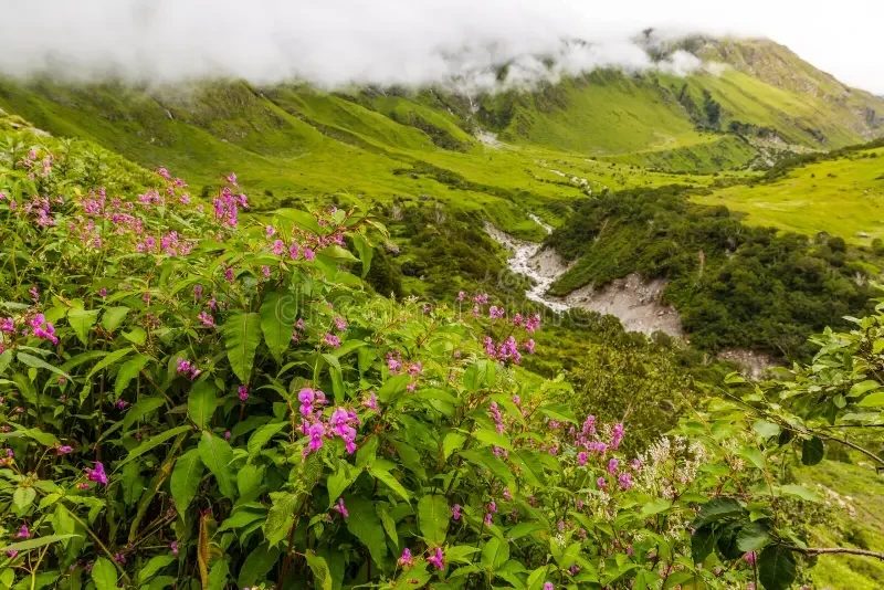 Valley of Flowers Trek